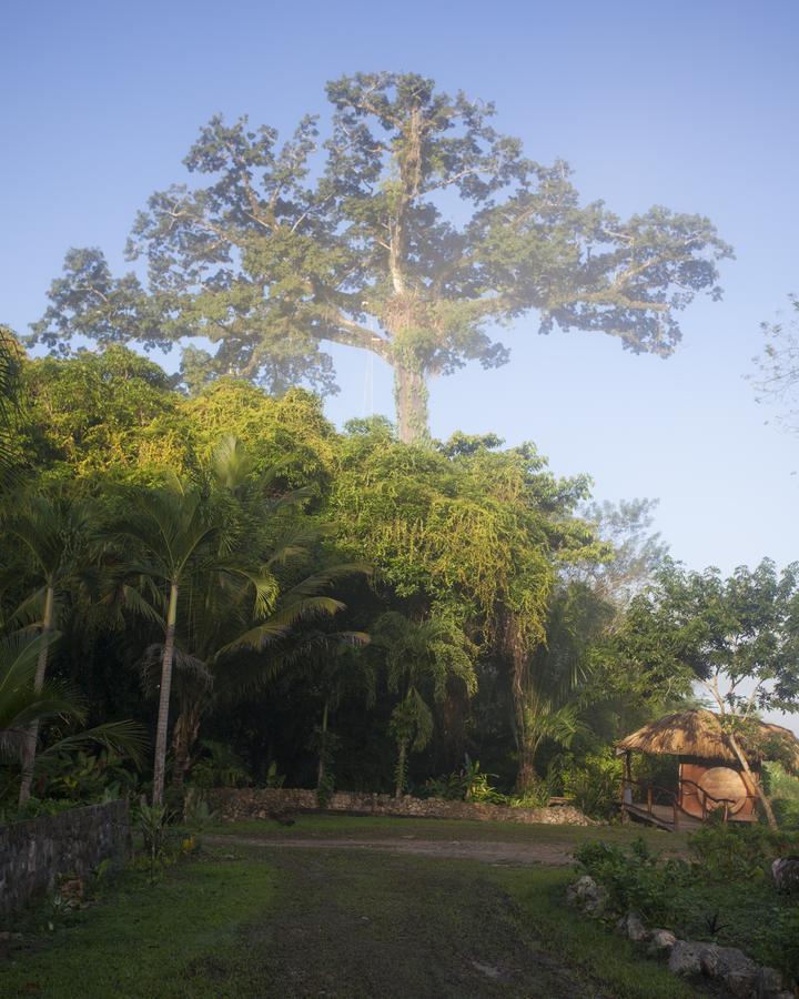 Cotton Tree Lodge San Felipe  Exterior photo